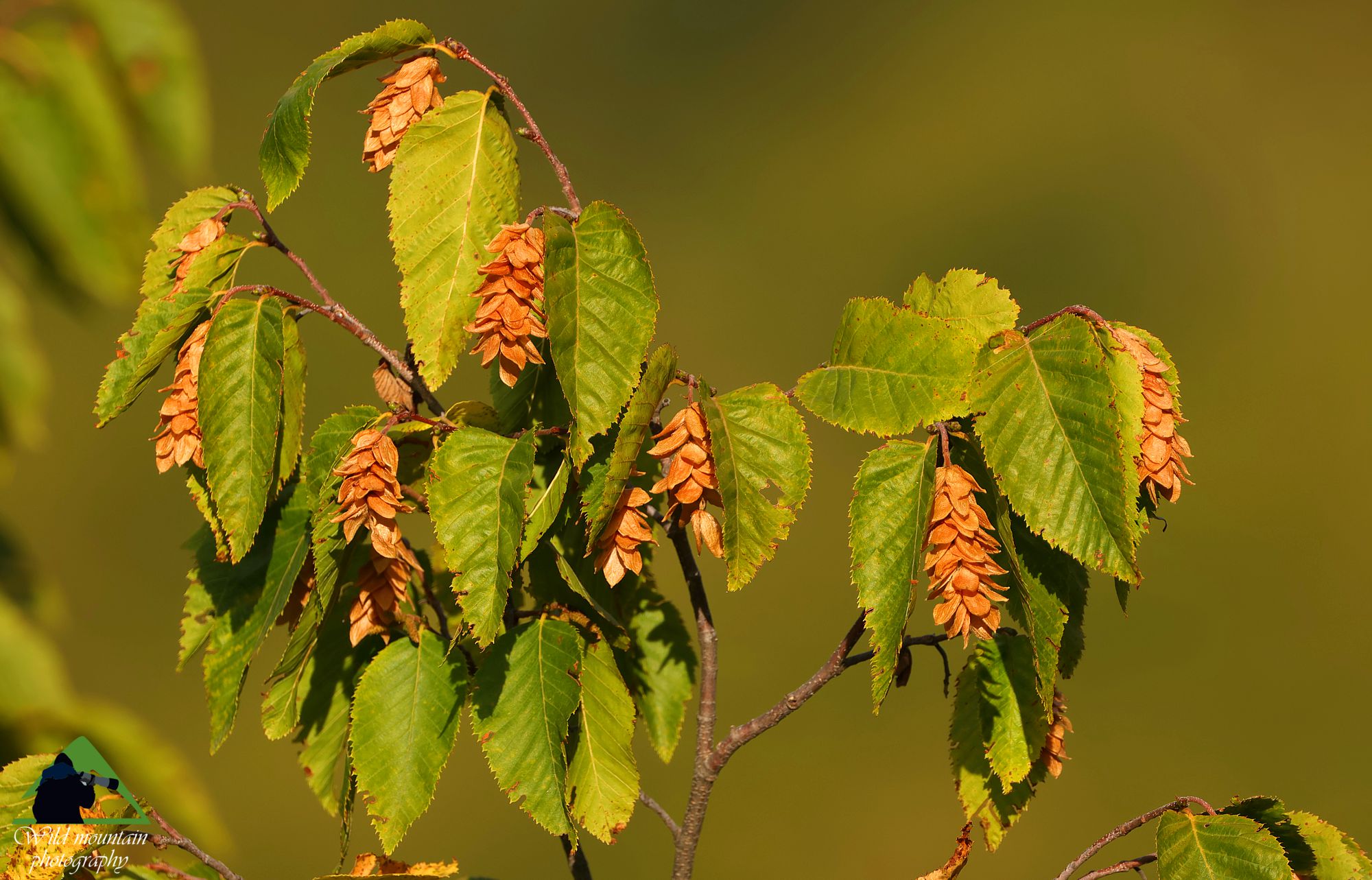 Η Οστρυά στη Ροδόπη: Φύλλά και καρποί της Οστρυάς (Ostrya caprinifolia)