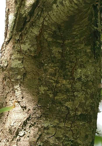 Εθνικό Πάρκο Οροσειράς Ροδόπης