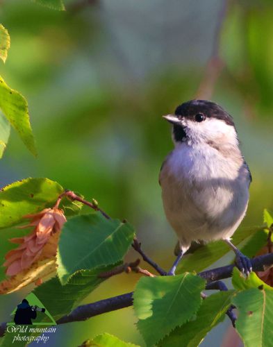 Εθνικό Πάρκο Οροσειράς Ροδόπης