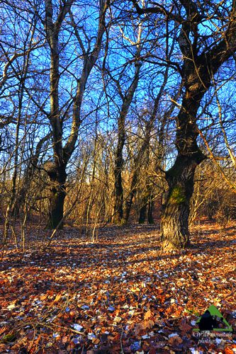 Ε.Π. Ροδόπης topoguide