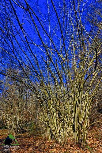 Ε.Π. Ροδόπης topoguide