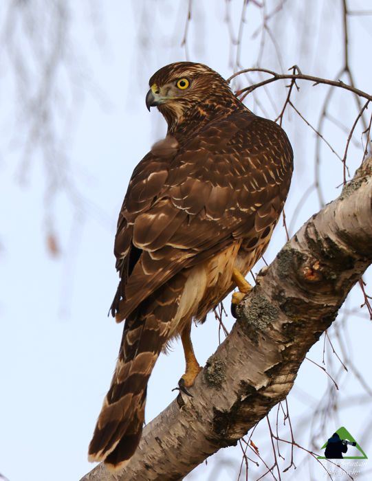 Ε.Π. Ροδόπης topoguide