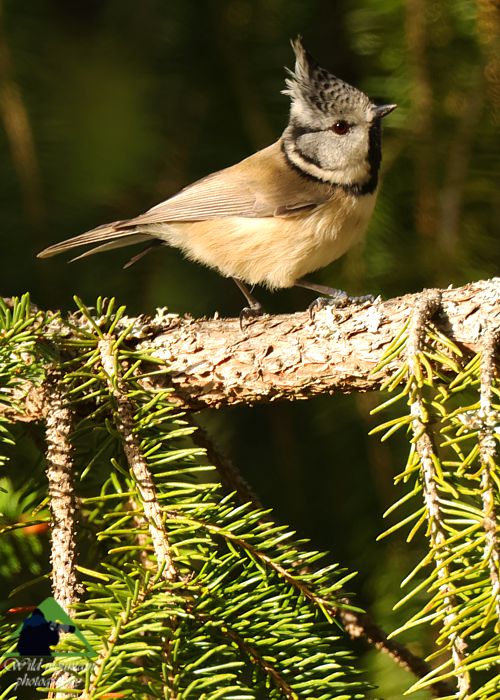 Ε.Π. Ροδόπης topoguide