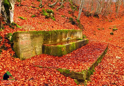 Ε.Π. Ροδόπης topoguide