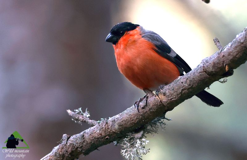 Ε.Π. Ροδόπης topoguide