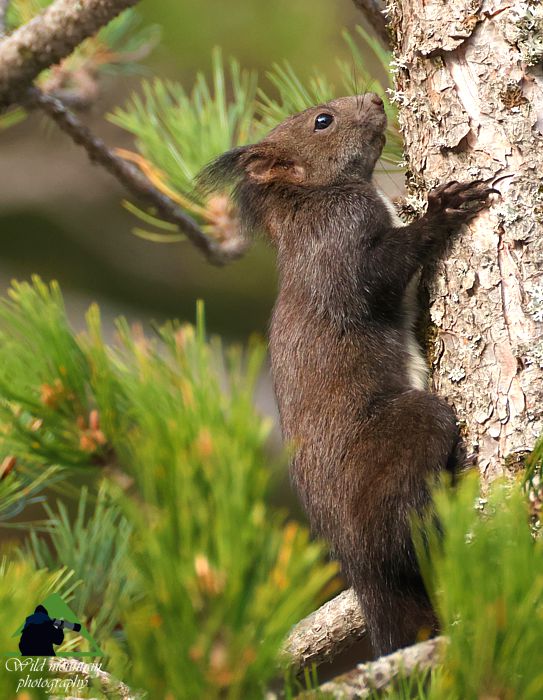 Ε.Π. Ροδόπης topoguide