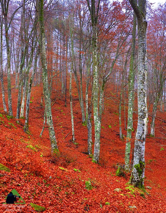 Ε.Π. Ροδόπης topoguide