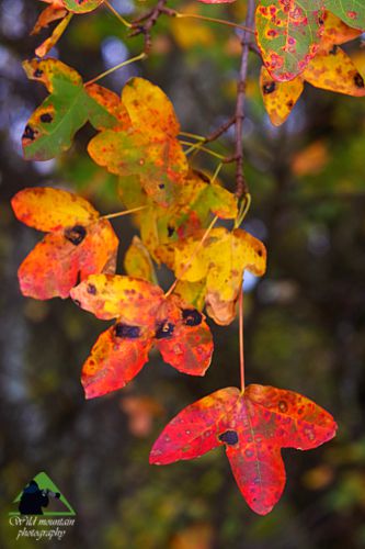 Εθνικό Πάρκο Οροσειράς Ροδόπης