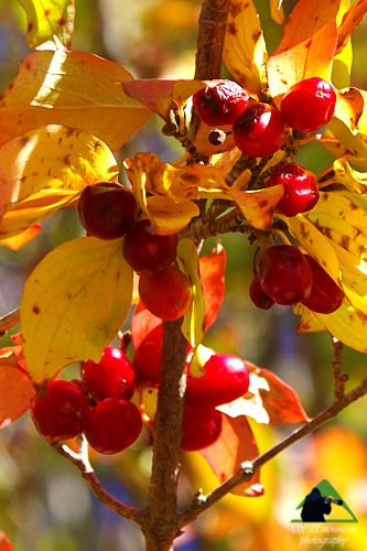 Εθνικό Πάρκο Οροσειράς Ροδόπης