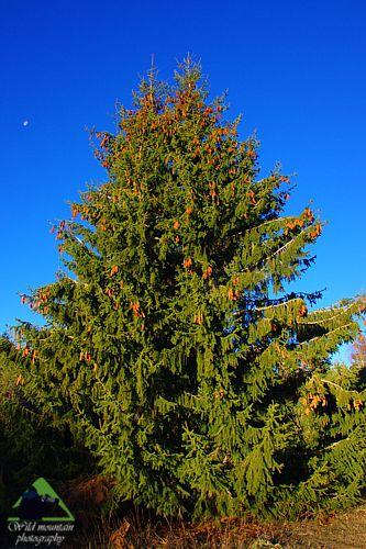 Εθνικό Πάρκο Οροσειράς Ροδόπης