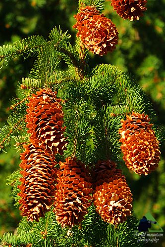 Εθνικό Πάρκο Οροσειράς Ροδόπης