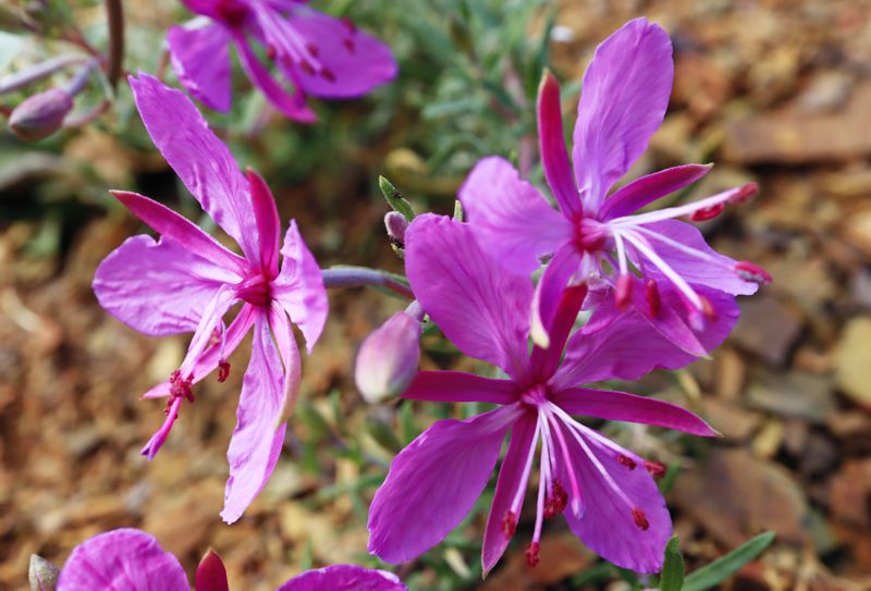 Τα Epilobium στη Βάλια Κάλντα: Epilobium dodonaei