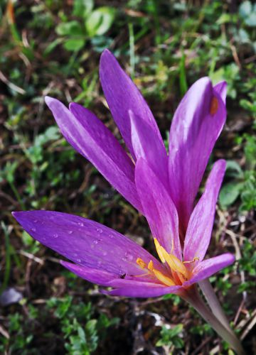 Τα Κολχικά στη Βάλια Κάλντα: Colchicum haynaldii