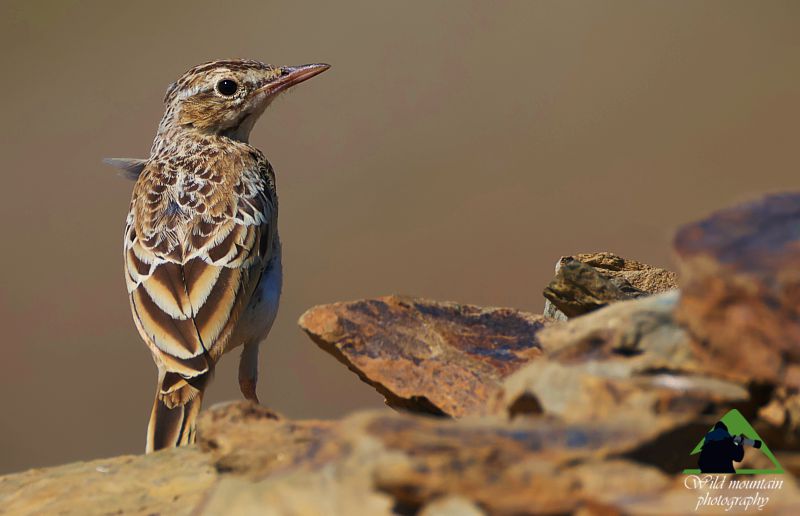 Τα πουλιά του Βούρινου: Ωχροκελάδα (Anthus campestris) topoguide Greece
