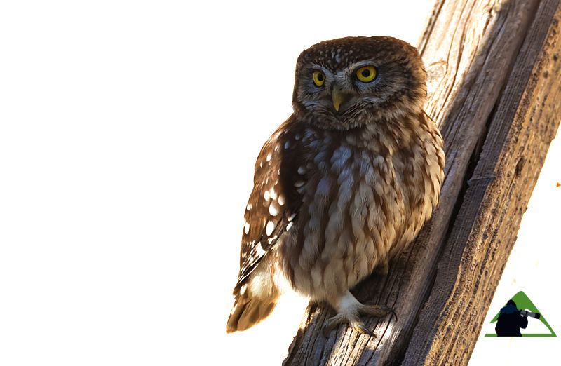 Τα πουλιά του Βούρινου: Κουκουβάγια (Athene noctua) topoguide Greece