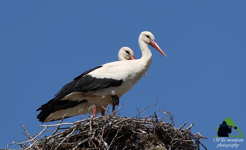 Τα πουλιά του Βούρινου: Λευκοπελαργός (Ciconia ciconia) topoguide Greece