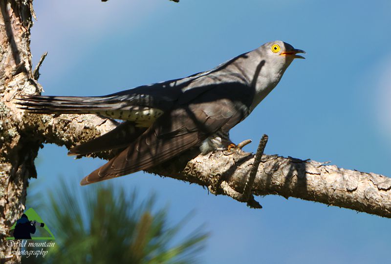 Τα πουλιά του Βούρινου: Κούκος (Cuculus canorus) topoguide Greece
