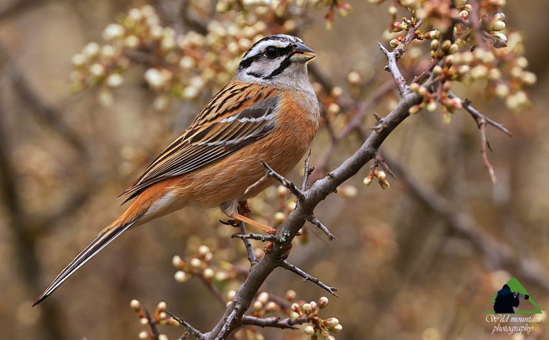 Τα πουλιά του Βούρινου: Βουνοτσίχλονο (Emberiza cia) topoguide Greece