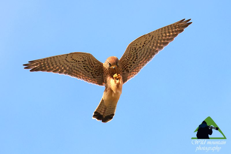 Τα πουλιά του Βούρινου: Βραχοκιρκίνεζο (Falco tinnunculus) topoguide Greece