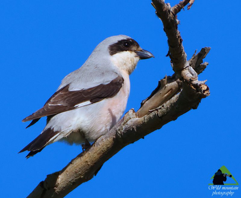 Τα πουλιά του Βούρινου: Σταχτοκεφαλάς (Lanius minor) topoguide Greece