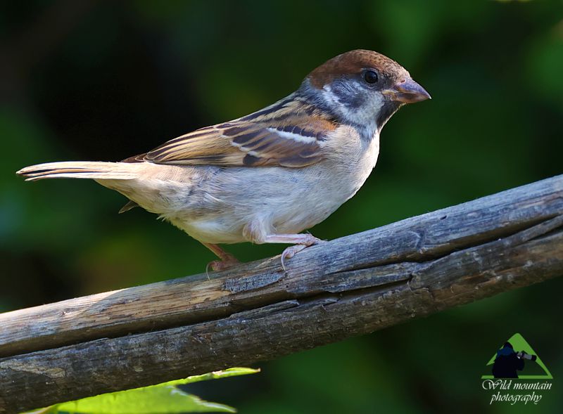 Τα πουλιά του Βούρινου: Δεντροσπουργίτης (Passer montanus) topoguide Greece