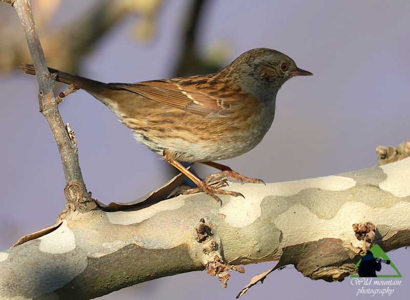 Τα πουλιά του Βούρινου: Θαμνοψάλτης (Prunella modularis) topoguide Greece