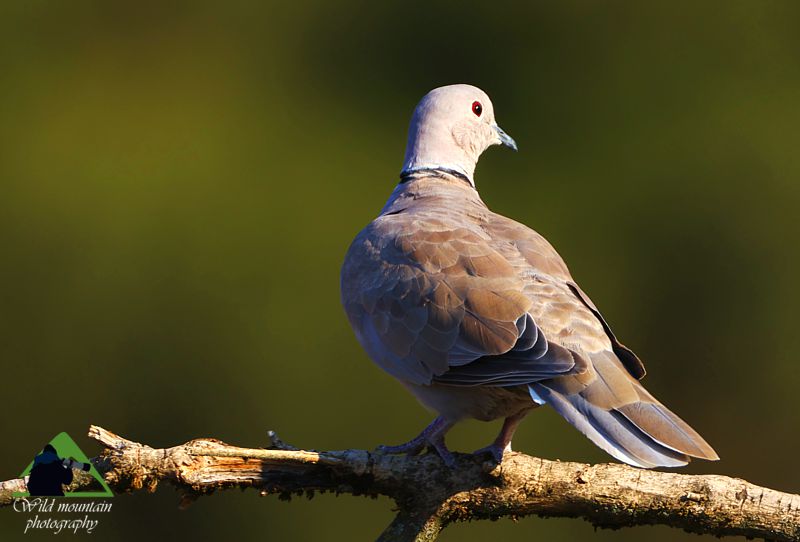 Τα πουλιά του Βούρινου: Δεκαοχτούρα (Streptopelia decaocto) topoguide Greece