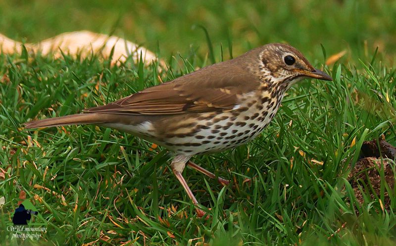 Τα πουλιά του Βούρινου: Τσίχλα (Turdus philomelos) topoguide Greece
