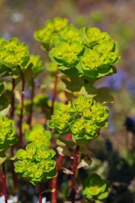 Επίδαυρος: Euphorbia helioscopia