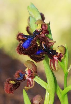 Epidavros: Ophrys speculum