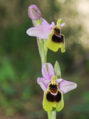Epidavros: Ophrys speculum
