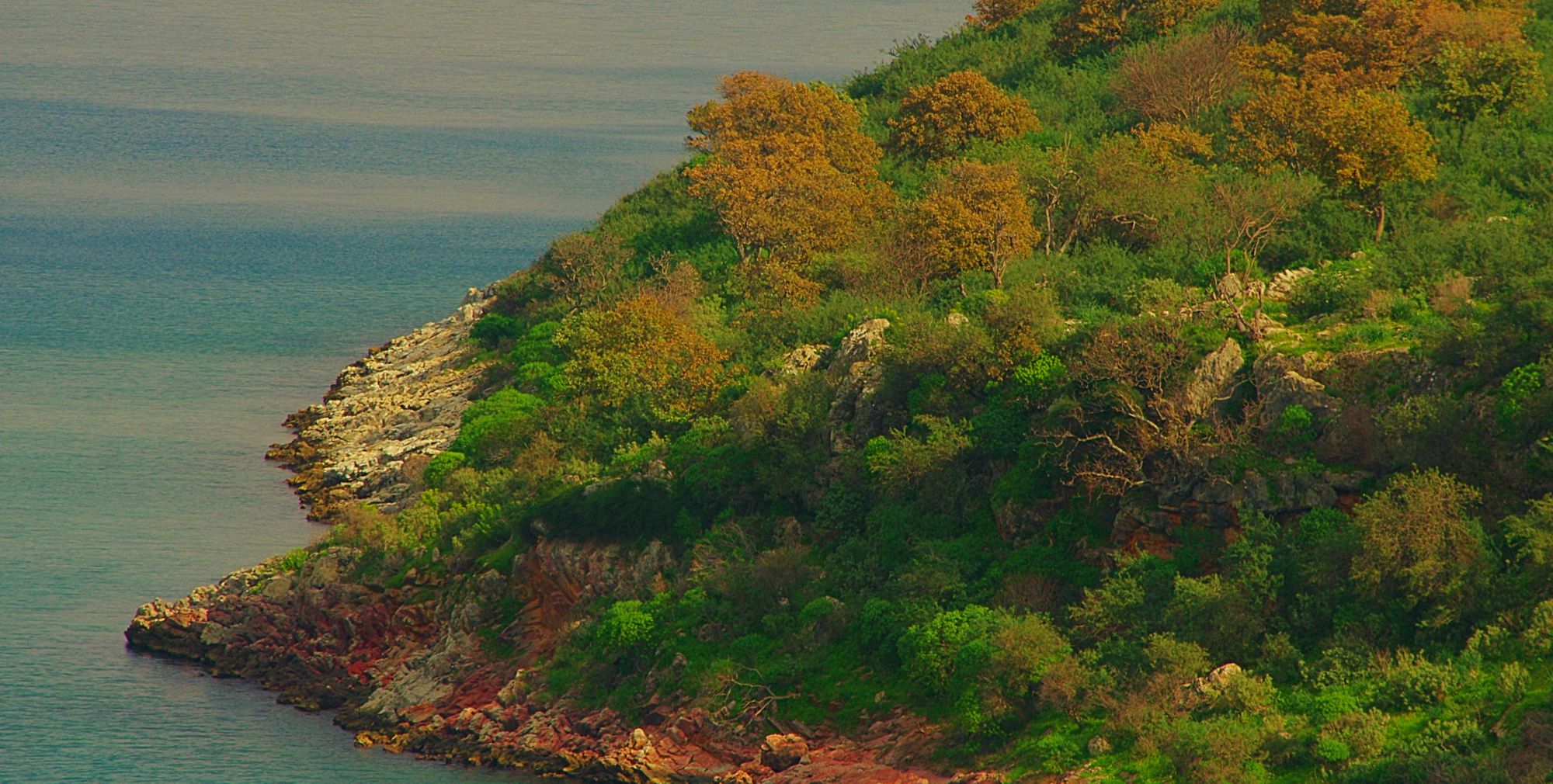 Γύθειο topoguide: Μακρόλεπη δρυς (Quercus ithaburensis) και κουμαριές