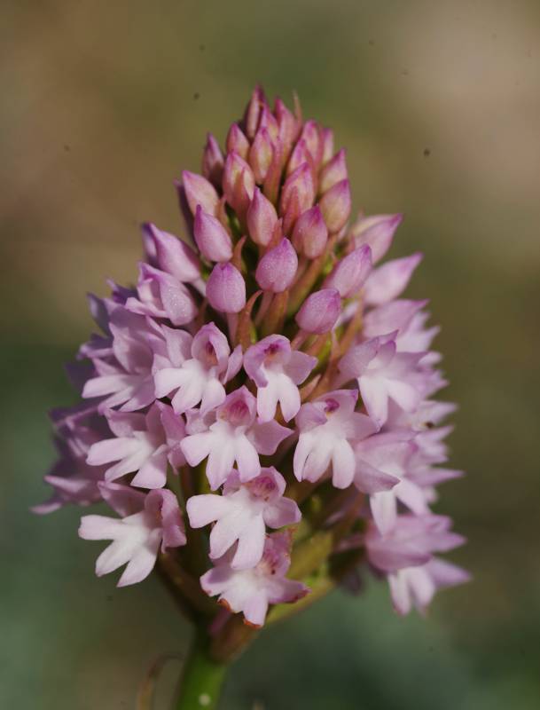 Ταίναρο topoguide: Anacamptis pyramidalis Ταίναρο topoGuide