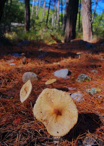 Tripolis Trails, Κύκλος Άλσος Αγίου Γεωργίου-Ανάληψη: Macrolepiota procera