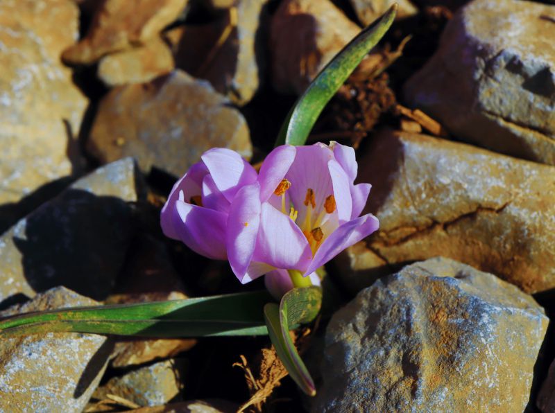 Μαίναλο: Το κολχικό του χειμώνα, Colchicum triphyllum