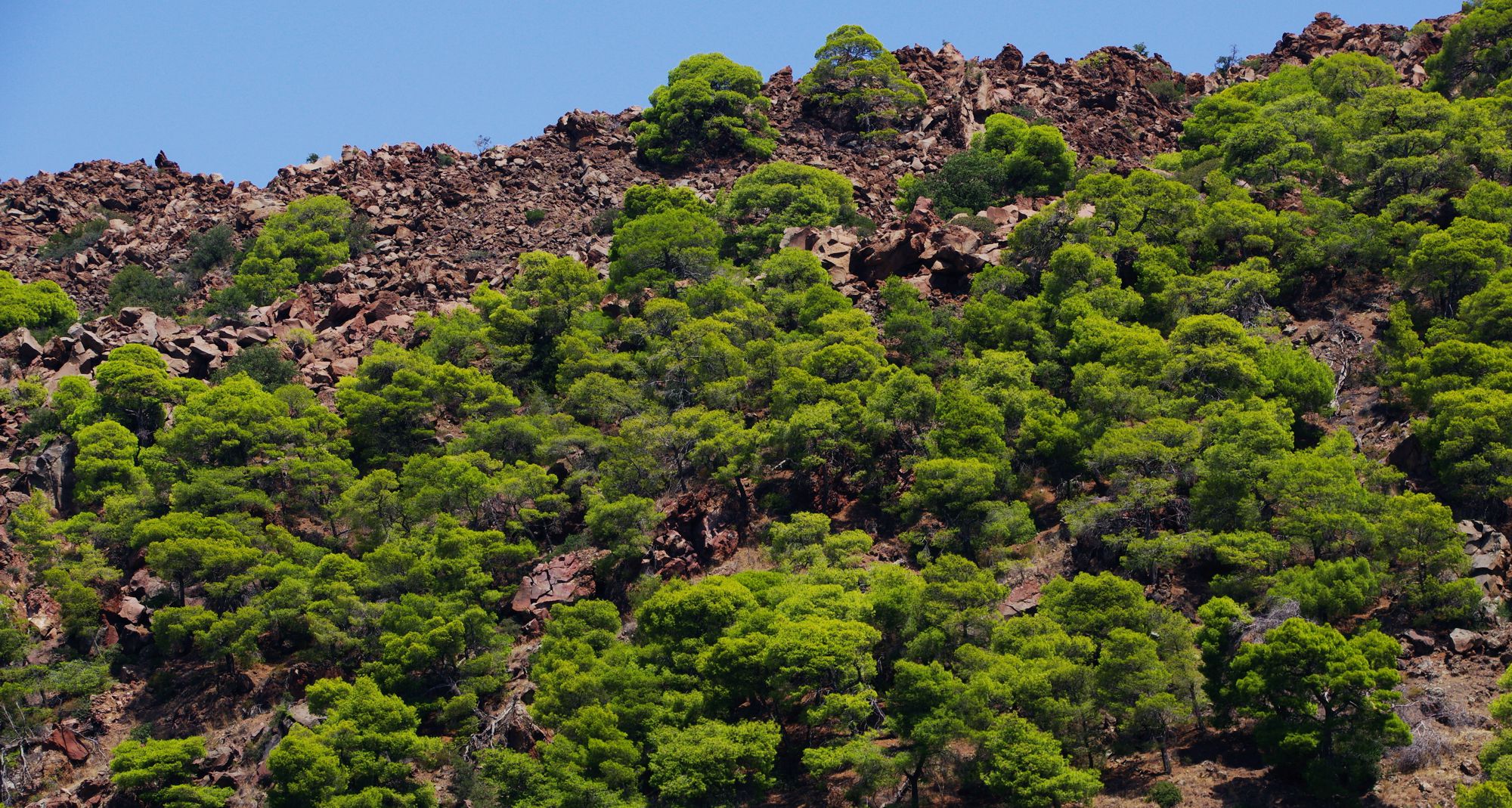 Methana topoguide: Aleppo pine colonizes even the more aride and steep volvano terrains