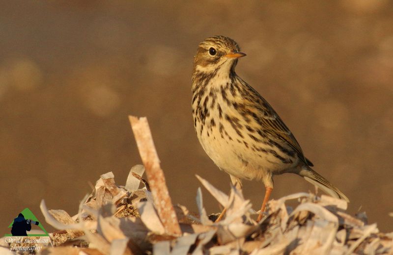 Τα πουλιά των Μεθάνων: Λιβαδοκελάδα (Anthus pratensis) Μέθανα topoguide