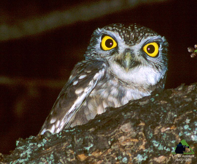 Τα πουλιά των Μεθάνων: Κουκουβάγια (Athene noctua) Μέθανα topoguide