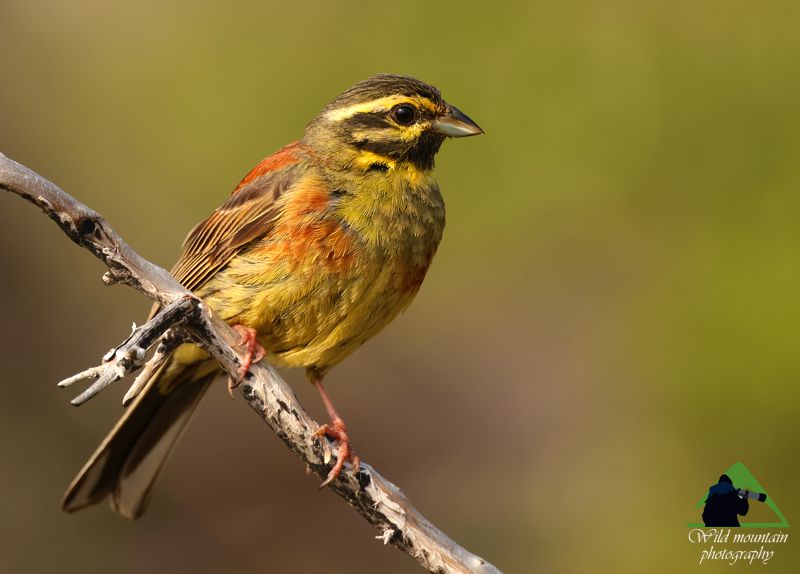 Τα πουλιά των Μεθάνων: Σιρλοτσίχλονο (Emberiza cirlus) Μέθανα topoguide
