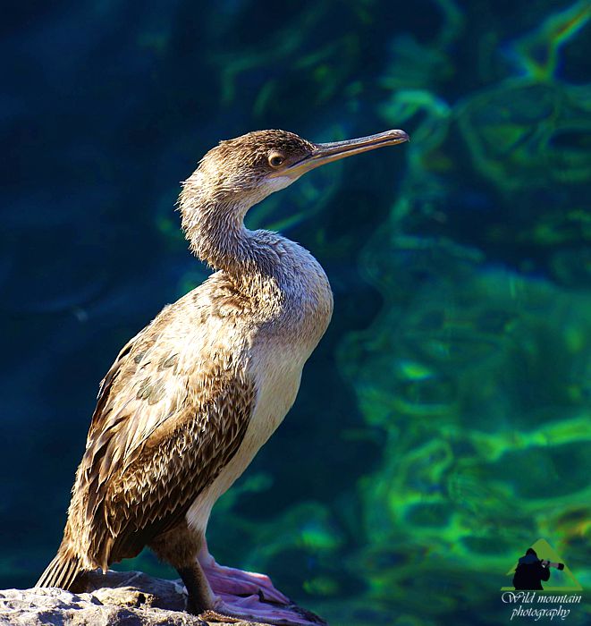 Τα πουλιά των Μεθάνων: Θαλασσοκόρακας (Gulosus aristotelis) Μέθανα topoguide