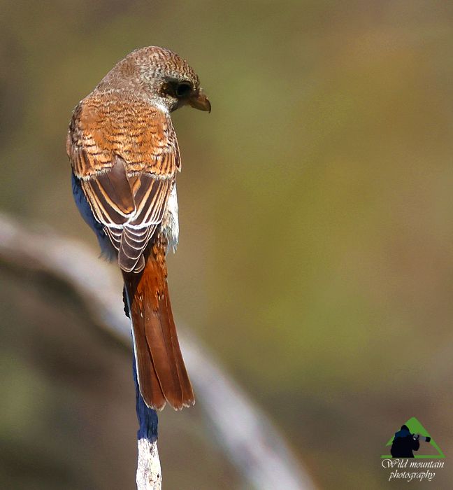 Τα πουλιά των Μεθάνων: Αετομάχος (Lanius collurio) Μέθανα topoguide