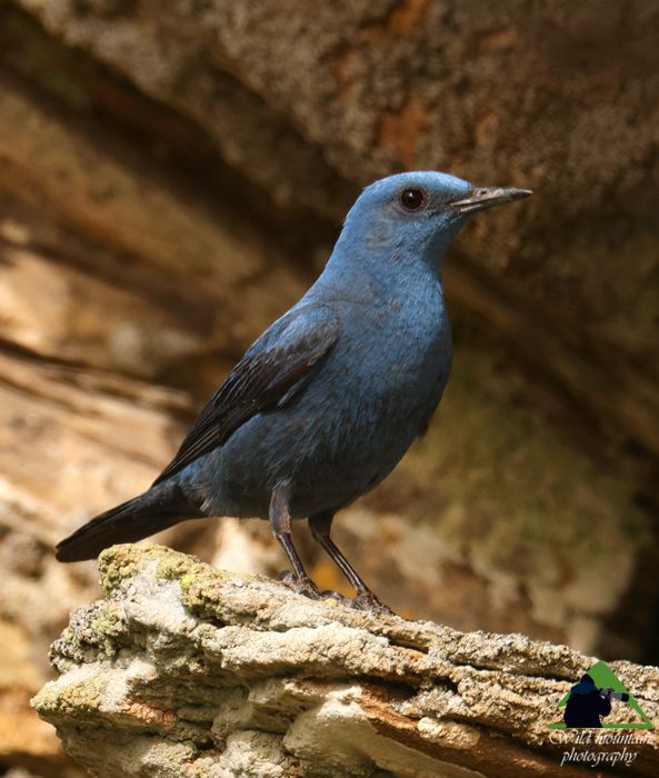 Τα πουλιά των Μεθάνων: Γαλαζοκότσυφας (Monticola solitarius) Μέθανα topoguide