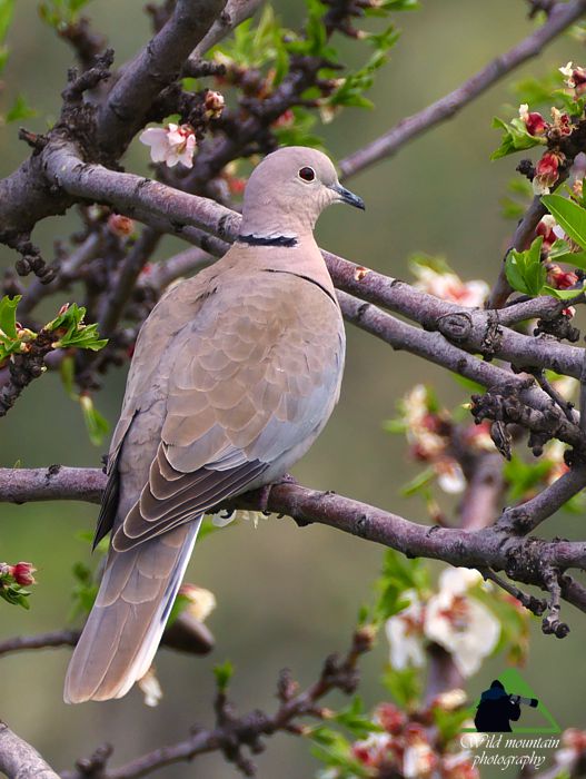 Τα πουλιά των Μεθάνων: Δεκαοχτούρα (Streptopelia decaocto) Methana topoguide