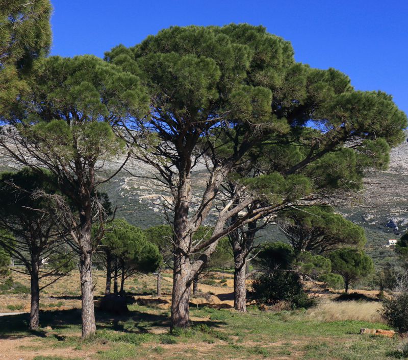 Monemvasia-Vatika topoguide