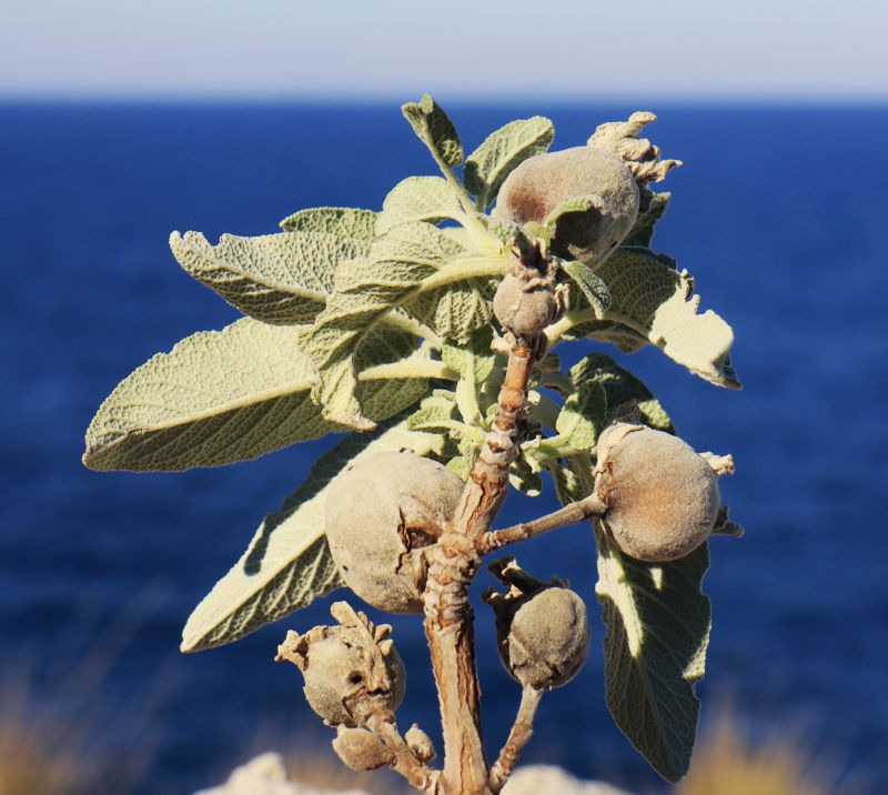 Monemvasia-Vatika topoguide