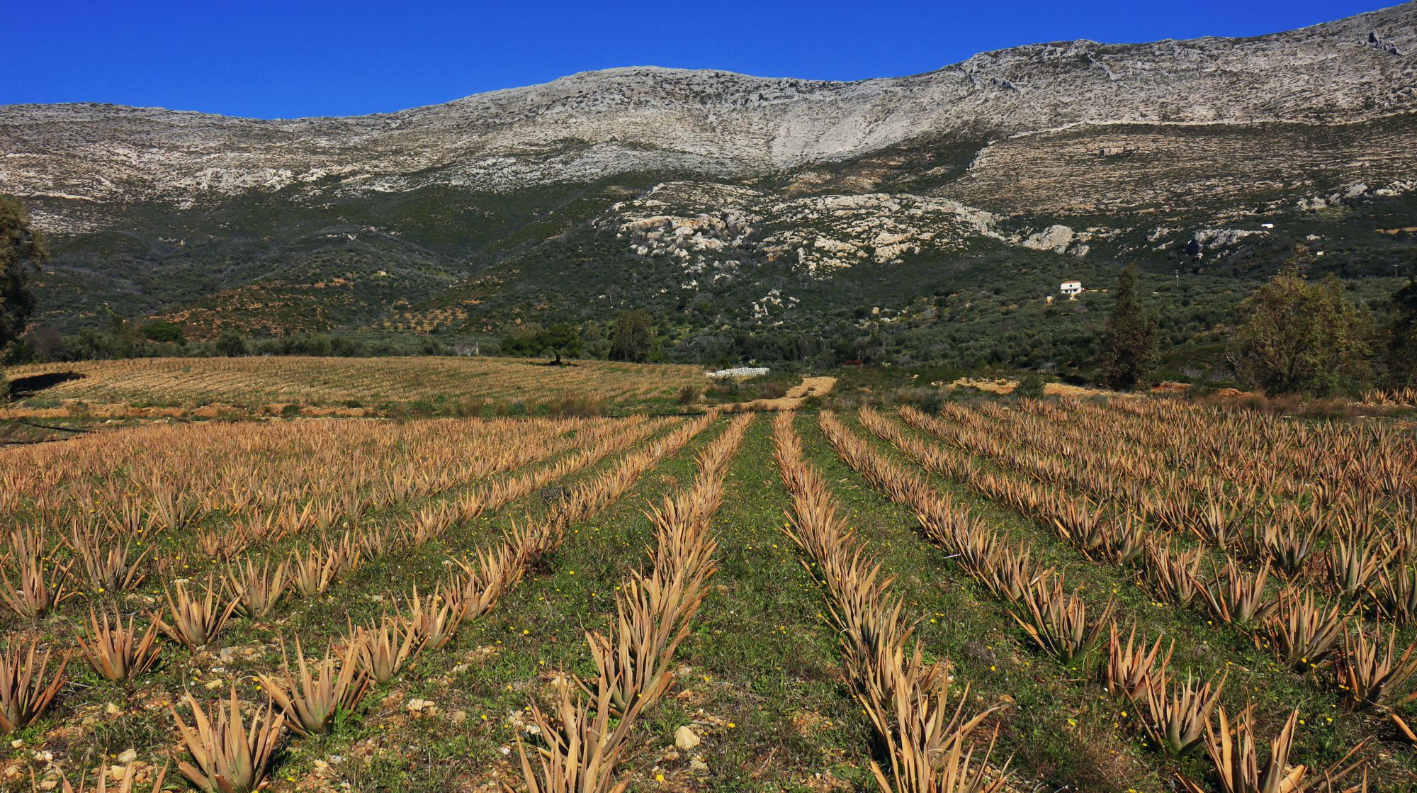 Μονεμβάσια-Βάτικα topoguide: Καλλιέργεια Aloe vera στον Άγιο Νικόλαο