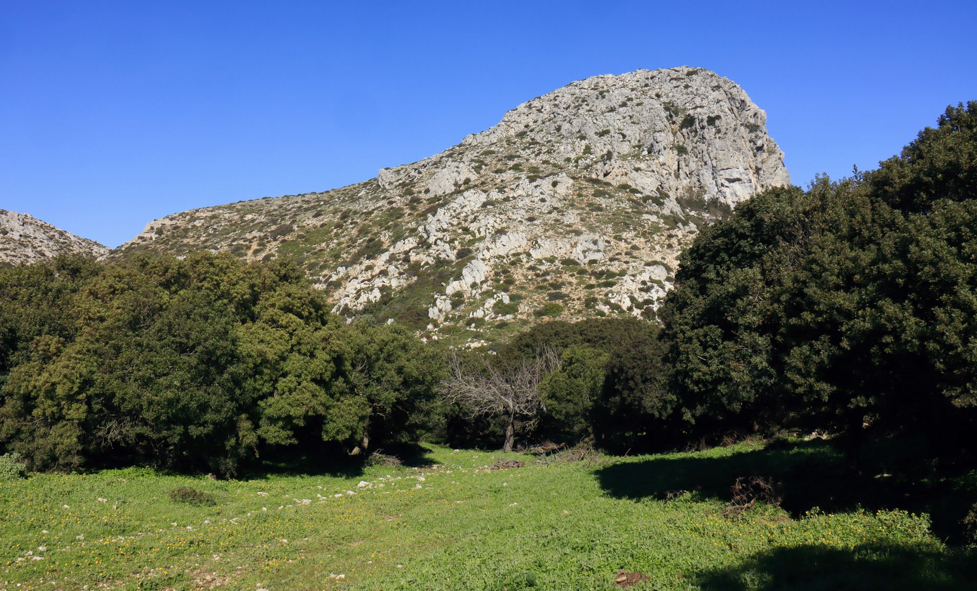 Monemvasia-Vatika topoguide: Lentiscs in arboreal form on Mt Krithina