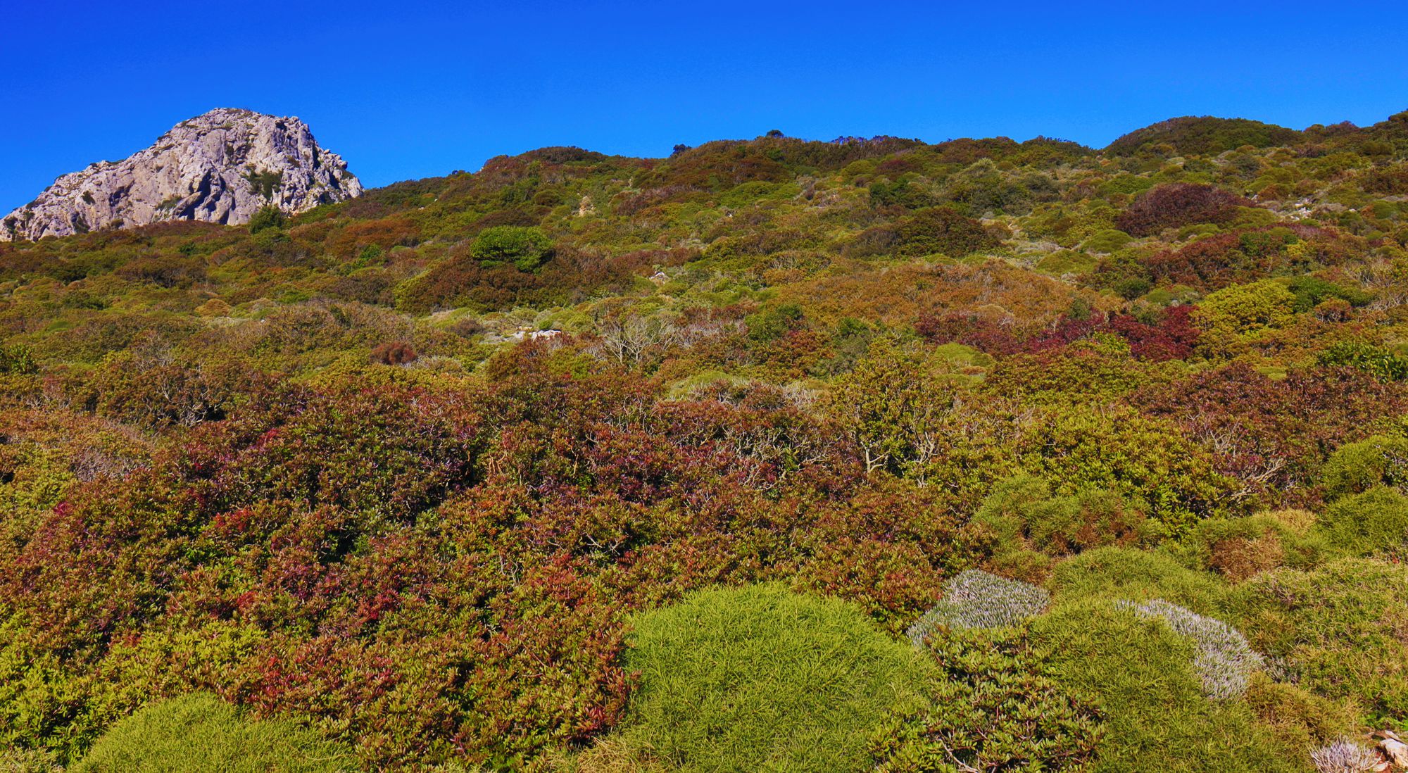 Monemvasia-Vatika topoguide: Shrubland on Mt Krithina, near Velanidia