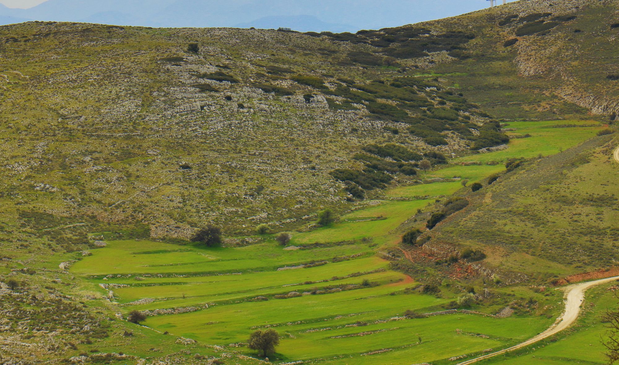 Mycenae topoguide: Old terraced fields in Agios Antonios, main ridge of Nyfitsa Mountains