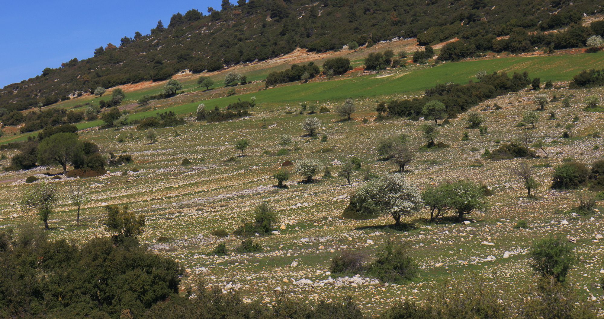 Μυκήνες topoguide: Το μωσαϊκό βραχώνων, φρυγάνων και καλλιεργειών